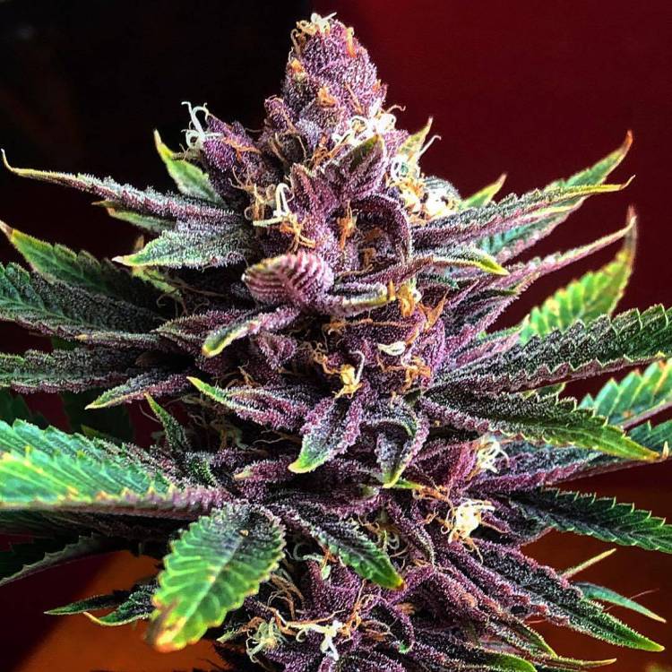 Black-Beauty-Strain.thumb.jpg.aa70f678738591d78418115cc45ee5c7.jpg