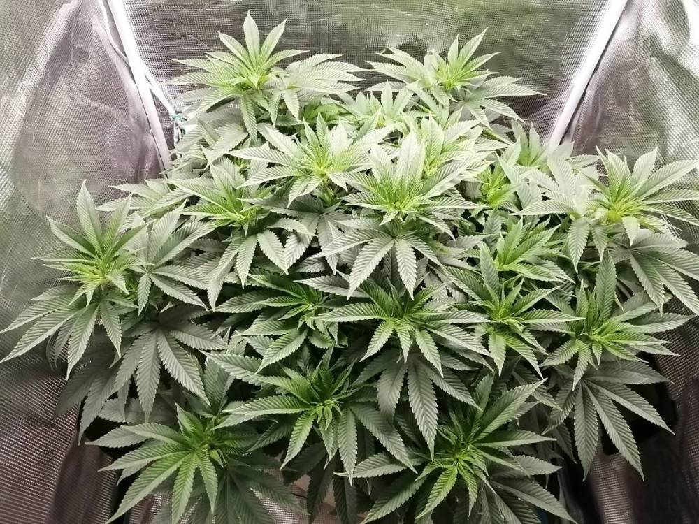 TH seeds - Orangesicle during Veg.jpg