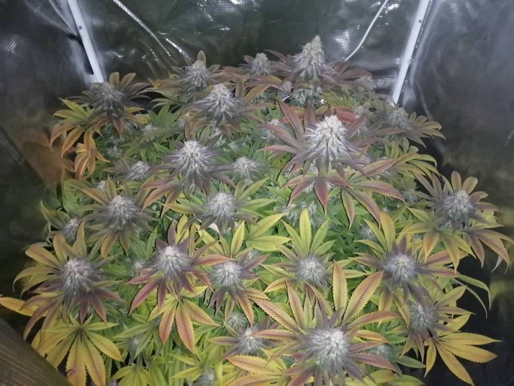 TH seeds - Orangesicle harvest day.jpg