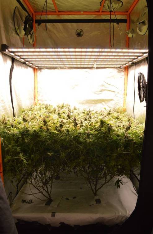 1506359297_phlizon_fd6000_640w_led_grow_light(2).thumb.jpg.42384ddb047b5ea5e6f8ec0c55ac3e63.jpg