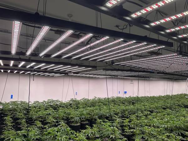 1646458273_Phlizon_FD9600_1000w_led_grow_light(2).jpg.693ed1339b5204ab146eb3b2bba677d5.jpg