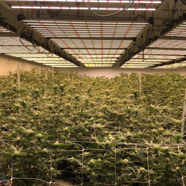 462684971_phlizon_led_grow_light(5).jpg.2876099f99313e7094debaf890492d82.jpg