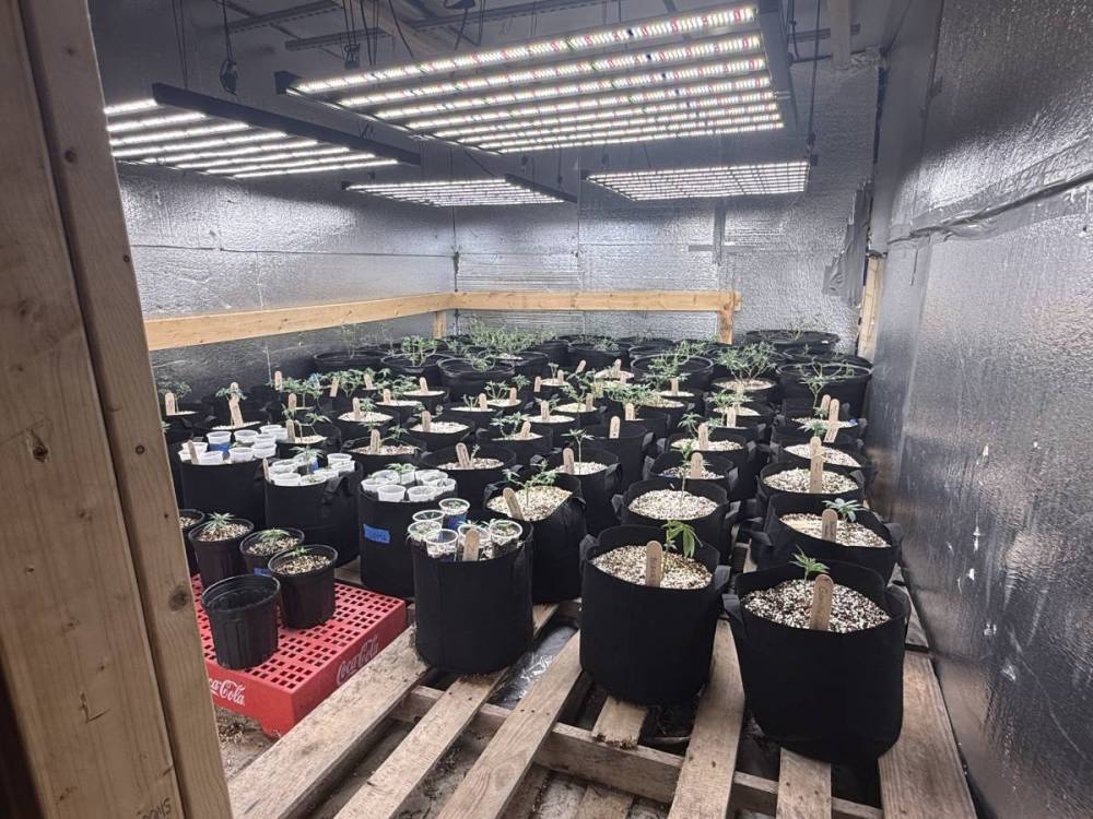 Phlizon_fd9600_1000w_led_grow_light.thumb.jpg.cd3b521311509b2d1976e3e06230a8bb.jpg