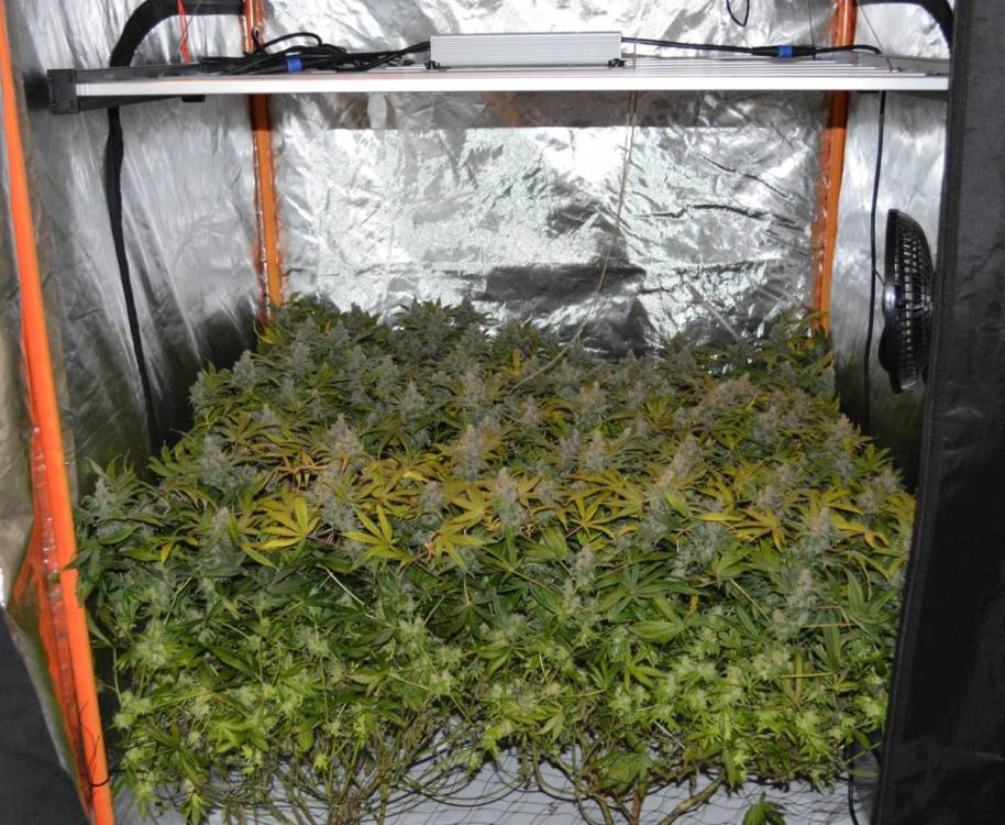 phlizon_fd6000_640w_led_grow_light.thumb.jpg.f5d775c4aa8d78d4bc0c0e81337da192.jpg
