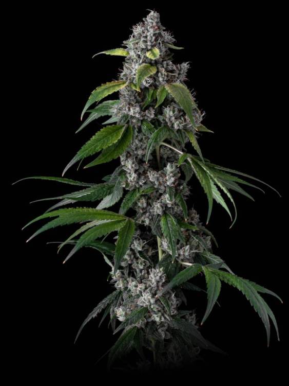 Headbanger 3 2nd.jpg