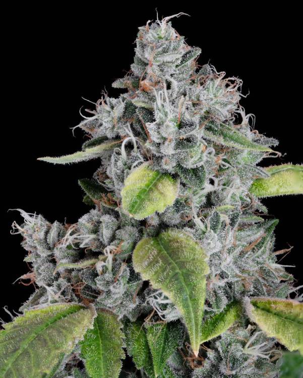 Headbanger 3 Close.jpg