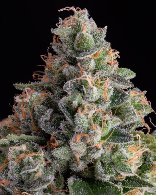 Headbanger F2 1 Close .jpg